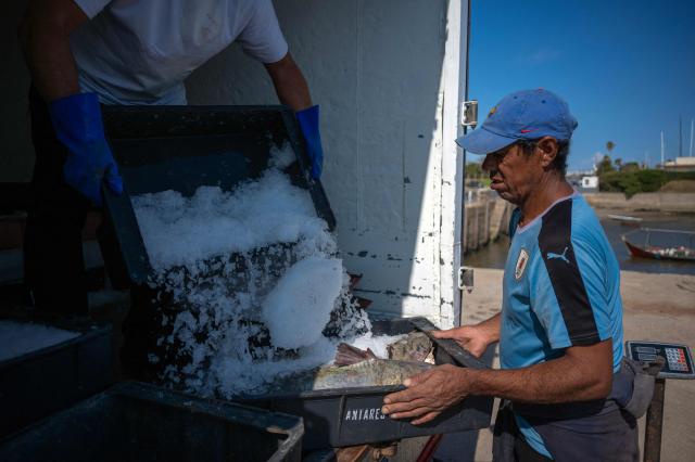 A fish buyer (L) adds ice to the catch as a fisherman hands over trays of flounder (Paralichthys orbignyanus) and other fish at Buceo port in Montevideo on March 16, 2026. Despite strict oversight from Uruguay’s fisheries authority, the National Directorate of Aquatic Resources (DINARA), a 2025 analysis by the Network for Interdisciplinary Studies on Public Policies and the Environment (NIEPU) and technical evaluations by the Center for Marketing Information and Advisory Services for Fishery Products in Latin America and the Caribbean (INFOPESCA) warn that artisanal fishing is at a tipping point, strained by outdated boats, scarce financing and recurring sanitary restrictions—factors that threaten the survival of one of the country’s most traditional coastal livelihoods. (Photo by Eitan ABRAMOVICH / AFP)