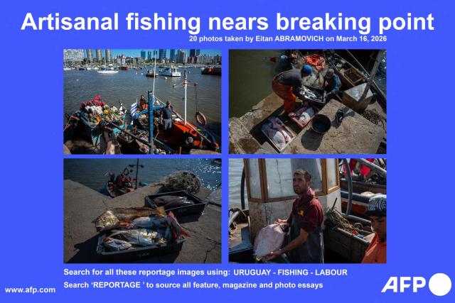 AFP presents a reportage by photographer Eitan Abramovich featuring 20 photos of fishermen after unloading the day’s catch at Buceo port in Montevideo on March 16, 2026. Despite strict oversight from Uruguay’s fisheries authority, the National Directorate of Aquatic Resources (DINARA), a 2025 analysis by the Network for Interdisciplinary Studies on Public Policies and the Environment (NIEPU) and technical evaluations by the Center for Marketing Information and Advisory Services for Fishery Products in Latin America and the Caribbean (INFOPESCA) warn that artisanal fishing is at a tipping point, strained by outdated boats, scarce financing and recurring sanitary restrictions—factors that threaten the survival of one of the country’s most traditional coastal livelihoods. Search for all these reportage images using: URUGUAY - FISHING - LABOUR
Search ‘REPORTAGE ’ to source all feature, magazine and photo essays. (Photo by Eitan ABRAMOVICH / AFP)