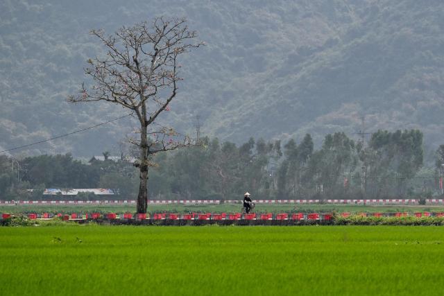 A woman rides a bicycle past a rice field in Hanoi on March 17, 2026. (Photo by Nhac NGUYEN / AFP)