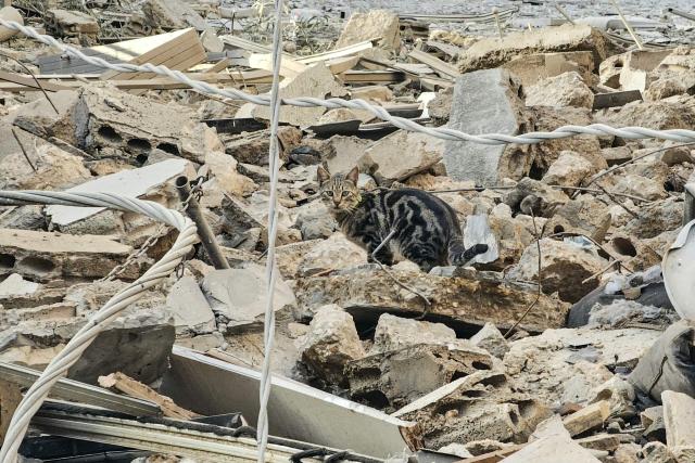 A cat sits amid debris littering a street following an overnight Israeli airstrike in the Haret Hreik neighbourhood of Beirut’s southern suburbs on March 18, 2026. Lebanon was drawn into the Middle East war on March 2 when Iran-backed militant group Hezbollah launched rockets towards Israel in response to US-Israeli strikes that killed Iranian supreme leader Ayatollah Ali Khamenei. (Photo by AFP) / 