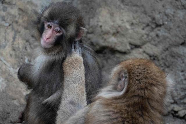 A seven month-old male Japanese macaque monkey named Punch (L), who was abandoned by his mother shortly after birth, is groomed by another monkey at Ichikawa City Zoo and Botanical Gardens in Ichikawa, Chiba Prefecture on March 18, 2026. (Photo by Yuichi YAMAZAKI / AFP)