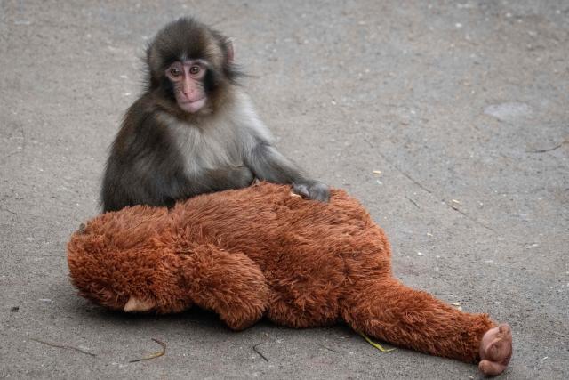 A seven month-old male Japanese macaque monkey named Punch, who was abandoned by his mother shortly after birth, sits with a stuffed orangutan toy at Ichikawa City Zoo and Botanical Gardens in Ichikawa, Chiba Prefecture on March 18, 2026. (Photo by Yuichi YAMAZAKI / AFP)