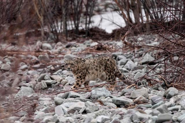 TOPSHOT - A snow leopard walks across a terrain at Shang village in the Leh district of India's Ladakh region on March 18, 2026. (Photo by Mohd Arhaan ARCHER / AFP)