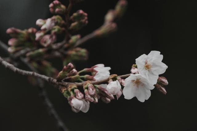 Flowering cherry blossoms and buds from a sample cherry tree, Somei Yoshino species, for phenological observation conducted by the Tokyo Regional Headquarters of the Japan Meteorological Agency, are seen at Yasukuni Shrine in Tokyo on March 19, 2026. (Photo by Kazuhiro NOGI / AFP)