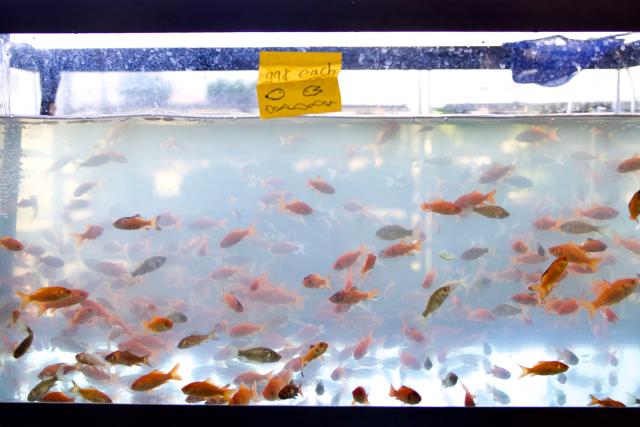 Goldfish, representing life, movement, and the joy of the new year in Persian Nowruz traditions, are for sale at Gourmet Bazaar in Rockville, Maryland, on March 18, 2026, ahead of Nowruz, the Persian New Year. Iranian families in the Washington, DC, area are trying to maintain cultural traditions while following the news of the ongoing conflict in Iran. From specialty Persian markets to community gatherings, preparations continue with a mix of resilience and concern, as the diaspora balances celebration with anxiety for loved ones in a country facing escalating violence. (Photo by Amid FARAHI / AFP)