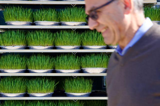 Sabzeh, a type of wheat grass that is a key item for Nowruz Haft-Sin tables, is for sale at Yekta Market, an Iranian grocery store in Rockville, Maryland, on March 18, 2026, ahead of Nowruz, the Persian New Year. Iranian families in the Washington, DC, area are trying to maintain cultural traditions while following the news of the ongoing conflict in Iran. From specialty Persian markets to community gatherings, preparations continue with a mix of resilience and concern, as the diaspora balances celebration with anxiety for loved ones in a country facing escalating violence. (Photo by Amid FARAHI / AFP)