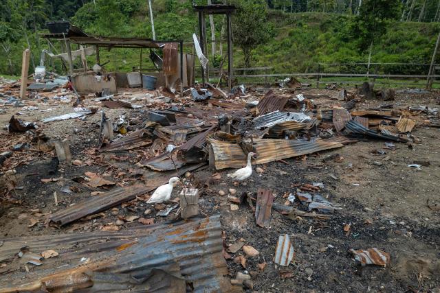 Geese walk amidst the rubble after a bomb was dropped by the Ecuadorian army in the Lago Agrio region, Sucumbios province, Ecuador, on the border with Colombia, on March 18, 2025. Reports from the Lago Agrio region in northern Ecuador have come to light after Colombian President Gustavo Petro reported on March 16, 2026, the discovery of an unexploded bomb belonging to the Ecuadorian army on his country’s territory. Ecuadorian President Daniel Noboa presented the operation to the press as the first airstrike in the “joint operations” with Washington against drug trafficking, announcing the destruction of an alleged training camp belonging to the Comandos de la Frontera, a Colombian guerrilla group. (Photo by Luis ACOSTA / AFP)