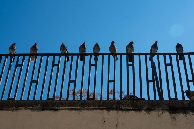 This photograph shows pigeons perched on a fence in the Panier district in Marseille, southern France, on March 19, 2026.  (Photo by Elodie CLEMENT / AFP)
