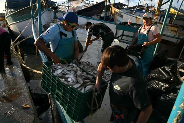 Fishermen organize the day’s catch in Puerto Progreso, Yucatan state, Mexico, on March 19, 2026. (Photo by YURI CORTEZ / AFP)