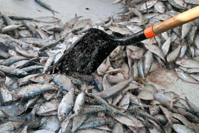 A fisherman organizes the day’s catch in Puerto Progreso, Yucatбn state, Mexico, on March 19, 2026. (Photo by YURI CORTEZ / AFP)