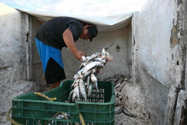 A fisherman organizes the day’s catch in Puerto Progreso, Yucatбn state, Mexico, on March 19, 2026. (Photo by YURI CORTEZ / AFP)