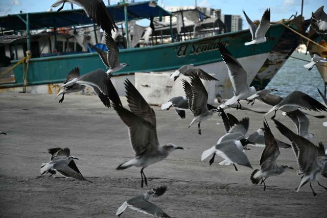 Birds fly in Puerto Progreso, Yucatan state, Mexico, on March 19, 2026. (Photo by YURI CORTEZ / AFP)