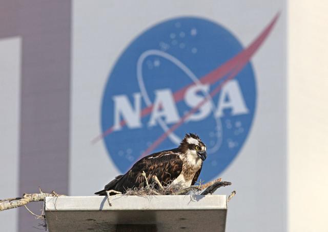 An osprey builds a new nest near the Vehicle Assembly Building at the Kennedy Space Center in Cape Canaveral, Florida on on March 20, 2026. NASA on March 19 began returning its towering SLS rocket and Orion spacecraft to its Florida launch pad ahead of a planned flyby of the Moon, after completing necessary repairs. Artemis engineers began the maneuver, which can take up to 12 hours, at 8:00 pm eastern, after which the US space agency will begin final preparations before its next launch window opens on April 1. (Photo by Gregg Newton / AFP)