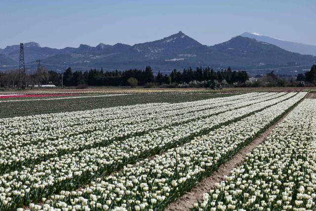 This photograph taken on March 20, 2026 shows a field of tulips in Jonquières, south of France. (Photo by Thibaud MORITZ / AFP)