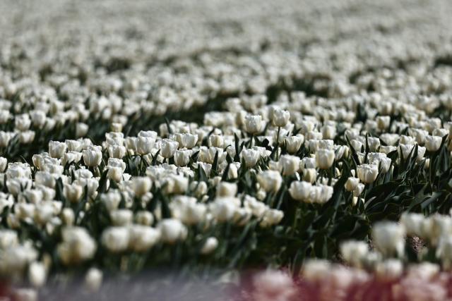This photograph taken on March 20, 2026 shows a field of tulips in Jonquières, south of France. (Photo by Thibaud MORITZ / AFP)