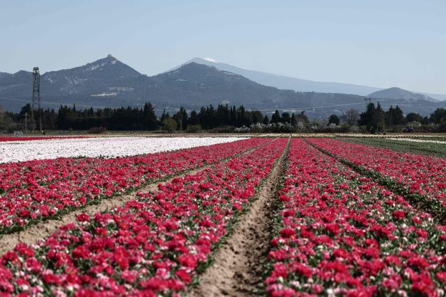 This photograph taken on March 20, 2026 shows a field of tulips in Jonquières, south of France. (Photo by Thibaud MORITZ / AFP)