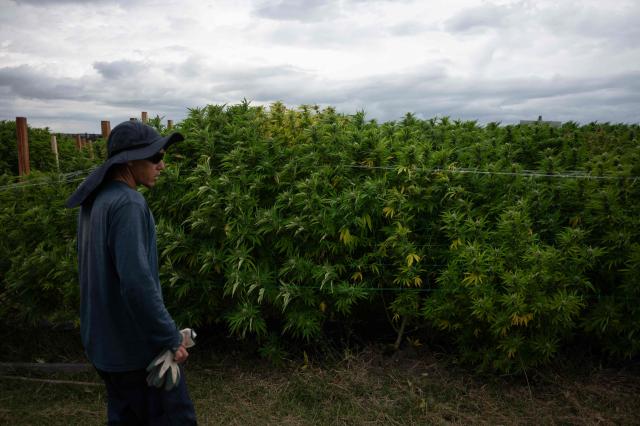 A worker looks at marijuana plants growing at a plantation operated by a company that supplies recreational cannabis to pharmacies across the country, in Libertad, San Jose Department, Uruguay, on March 17, 2026. (Photo by Eitan ABRAMOVICH / AFP)