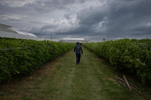 A worker walks amid marijuana plants growing at a plantation operated by a company that supplies recreational cannabis to pharmacies across the country, in Libertad, San Jose Department, Uruguay, on March 17, 2026. (Photo by Eitan ABRAMOVICH / AFP)