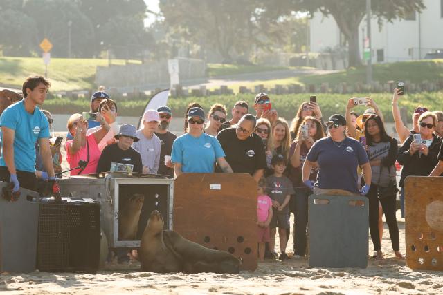 California State Senator Laura Richardson (C) watches as a trio of rehabilitated sea lion pups, Knoxie, Happy, and Halfpipe, step out of their cages on the beach for release into the Pacific Ocean by the Marine Mammal Care Center at the Redondo Pier in Redondo Beach, California on March 20, 2026. Democratic California State Senator Laura Richardson announced legislation SB 1286 would establish the California sea lion as the official state pinniped. (Photo by Patrick T. Fallon / AFP)