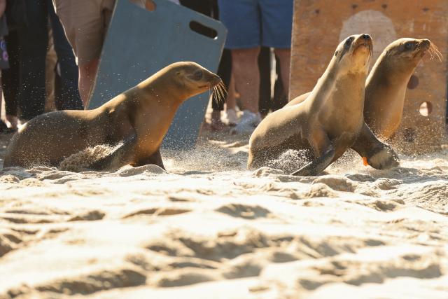 A trio of rehabilitated sea lion pups, Knoxie, Happy, and Halfpipe, make their way down the beach as they are released into the Pacific Ocean by the Marine Mammal Care Center at the Redondo Pier in Redondo Beach, California on March 20, 2026. Democratic California State Senator Laura Richardson announced legislation SB 1286 would establish the California sea lion as the official state pinniped. (Photo by Patrick T. Fallon / AFP)
