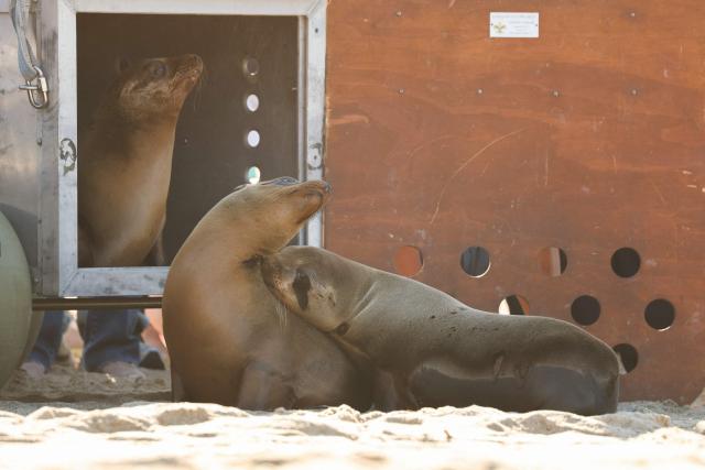 A trio of rehabilitated sea lion pups, Knoxie, Happy, and Halfpipe, step on the beach as they are released into the Pacific Ocean by the Marine Mammal Care Center at the Redondo Pier in Redondo Beach, California on March 20, 2026. Democratic California State Senator Laura Richardson announced legislation SB 1286 would establish the California sea lion as the official state pinniped. (Photo by Patrick T. Fallon / AFP)