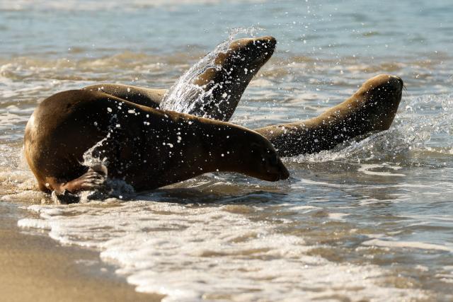 A trio of rehabilitated sea lion pups, Knoxie, Happy, and Halfpipe, enter the water as they are released into the Pacific Ocean by the Marine Mammal Care Center at the Redondo Pier in Redondo Beach, California on March 20, 2026. Democratic California State Senator Laura Richardson announced legislation SB 1286 would establish the California sea lion as the official state pinniped. (Photo by Patrick T. Fallon / AFP)