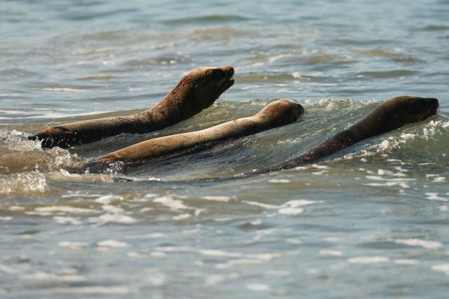 A trio of rehabilitated sea lion pups, Knoxie, Happy, and Halfpipe, swim away as they are released into the Pacific Ocean by the Marine Mammal Care Center at the Redondo Pier in Redondo Beach, California on March 20, 2026. Democratic California State Senator Laura Richardson announced legislation SB 1286 would establish the California sea lion as the official state pinniped. (Photo by Patrick T. Fallon / AFP)