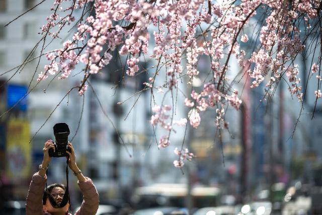 A person takes pictures with a cherry blossom tree at Ueno park in Tokyo on March 21, 2026. (Photo by Philip FONG / AFP)