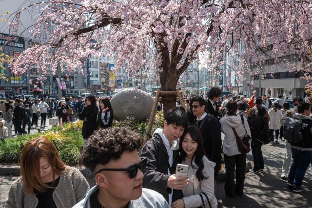 People take pictures with a cherry blossom tree at Ueno park in Tokyo on March 21, 2026. (Photo by Philip FONG / AFP)