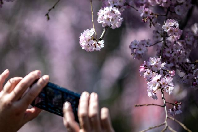 A person takes pictures with a cherry blossom tree at Ueno park in Tokyo on March 21, 2026. (Photo by Philip FONG / AFP)