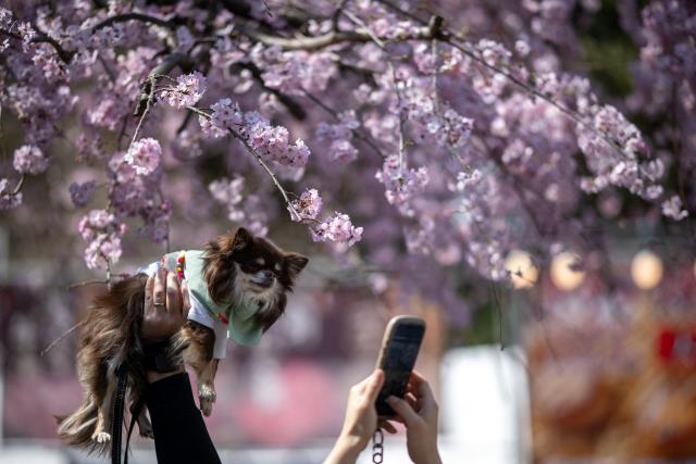People take pictures with their dog under a cherry blossom tree at Ueno park in Tokyo on March 21, 2026. (Photo by Philip FONG / AFP)