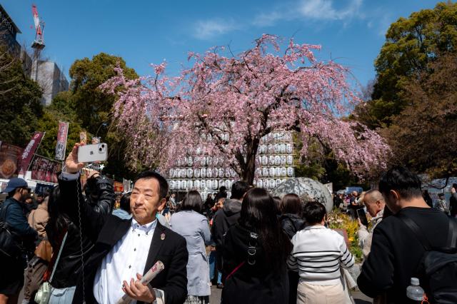 People take pictures with a cherry blossom tree at Ueno park in Tokyo on March 21, 2026. (Photo by Philip FONG / AFP)