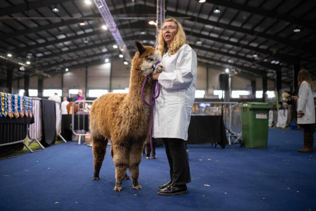 A handler waits with her Huacaya alpaca as it is judged in the show ring at the British Alpaca Society National Show held at the Staffordshire County Showground, in Stafford, central England on March 20, 2026. The three-day British Alpaca Society National Show brings together 510 alpacas from 69 exhibitors from across the UK vying to be awarded the title of 'Supreme Champion' in either the Huacaya or Suri fleece categories. (Photo by Oli SCARFF / AFP)