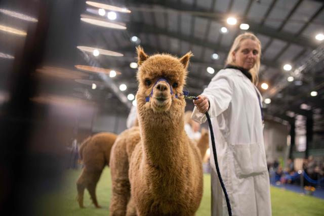 A handler waits with her Huacaya alpaca as it is judged in the show ring at the British Alpaca Society National Show held at the Staffordshire County Showground, in Stafford, central England on March 20, 2026. The three-day British Alpaca Society National Show brings together 510 alpacas from 69 exhibitors from across the UK vying to be awarded the title of 'Supreme Champion' in either the Huacaya or Suri fleece categories. (Photo by Oli SCARFF / AFP)