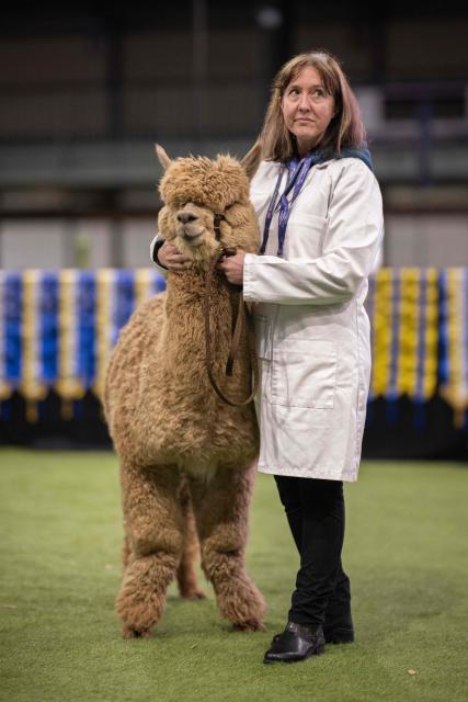 A handler waits with her Huacaya alpaca as it is judged in the show ring at the British Alpaca Society National Show held at the Staffordshire County Showground, in Stafford, central England on March 20, 2026. The three-day British Alpaca Society National Show brings together 510 alpacas from 69 exhibitors from across the UK vying to be awarded the title of 'Supreme Champion' in either the Huacaya or Suri fleece categories. (Photo by Oli SCARFF / AFP)