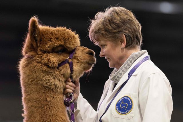 TOPSHOT - A handler waits with her Huacaya alpaca as it is judged in the show ring at the British Alpaca Society National Show held at the Staffordshire County Showground, in Stafford, central England on March 20, 2026. The three-day British Alpaca Society National Show brings together 510 alpacas from 69 exhibitors from across the UK vying to be awarded the title of 'Supreme Champion' in either the Huacaya or Suri fleece categories. (Photo by Oli SCARFF / AFP)