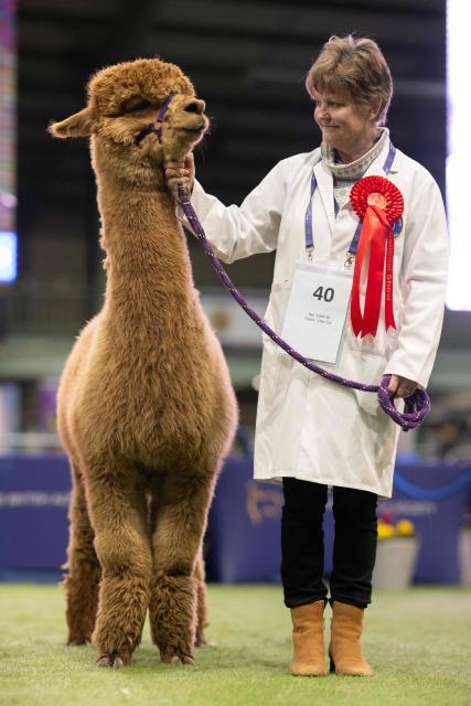 A handler waits with her Huacaya alpaca as it is judged in the show ring at the British Alpaca Society National Show held at the Staffordshire County Showground, in Stafford, central England on March 20, 2026. The three-day British Alpaca Society National Show brings together 510 alpacas from 69 exhibitors from across the UK vying to be awarded the title of 'Supreme Champion' in either the Huacaya or Suri fleece categories. (Photo by Oli SCARFF / AFP)