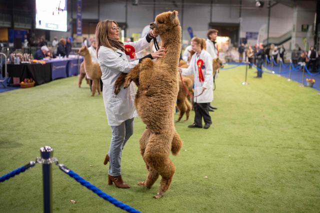 TOPSHOT - A handler holds her leaping Huacaya alpaca as it is judged in the show ring at the British Alpaca Society National Show held at the Staffordshire County Showground, in Stafford, central England on March 20, 2026. The three-day British Alpaca Society National Show brings together 510 alpacas from 69 exhibitors from across the UK vying to be awarded the title of 'Supreme Champion' in either the Huacaya or Suri fleece categories. (Photo by Oli SCARFF / AFP)