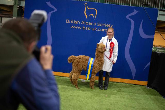 A handler is photographed with her champion Junior Male Fawn-coloured Huacaya alpaca after being judged at the British Alpaca Society National Show held at the Staffordshire County Showground, in Stafford, central England on March 20, 2026. The three-day British Alpaca Society National Show brings together 510 alpacas from 69 exhibitors from across the UK vying to be awarded the title of 'Supreme Champion' in either the Huacaya or Suri fleece categories. (Photo by Oli SCARFF / AFP)
