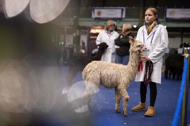 A handler waits with her Suri alpaca before being judged at the British Alpaca Society National Show held at the Staffordshire County Showground, in Stafford, central England on March 20, 2026. The three-day British Alpaca Society National Show brings together 510 alpacas from 69 exhibitors from across the UK vying to be awarded the title of 'Supreme Champion' in either the Huacaya or Suri fleece categories. (Photo by Oli SCARFF / AFP)