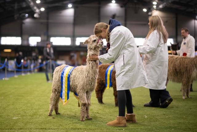 A handler embraces her victorious Suri alpaca after being judged at the British Alpaca Society National Show held at the Staffordshire County Showground, in Stafford, central England on March 20, 2026. The three-day British Alpaca Society National Show brings together 510 alpacas from 69 exhibitors from across the UK vying to be awarded the title of 'Supreme Champion' in either the Huacaya or Suri fleece categories. (Photo by Oli SCARFF / AFP)