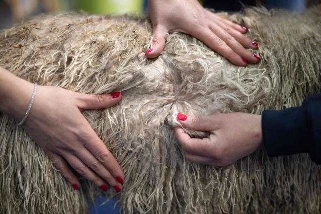 Women inspect the quality of the fleece of a Suri alpaca after it was judged at the British Alpaca Society National Show held at the Staffordshire County Showground, in Stafford, central England on March 20, 2026. The three-day British Alpaca Society National Show brings together 510 alpacas from 69 exhibitors from across the UK vying to be awarded the title of 'Supreme Champion' in either the Huacaya or Suri fleece categories. (Photo by Oli SCARFF / AFP)