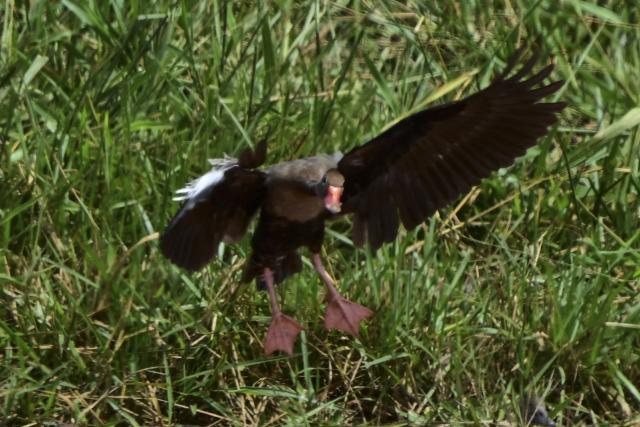 A Marreca-cabocla, Black-bellied whistling duck, (Dendrocygna autumnalis) flies in the Pantanal, a key region along the migratory routes of the Americas, in the municipality of Jardim in the Mato Grosso do Sul state, Brazil on March 19, 2026. (Photo by Pablo PORCIUNCULA / AFP)