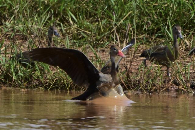 Marreca-cabocla, Black-bellied whistling ducks, (Dendrocygna autumnalis) are pictured in the Pantanal, a key region along the migratory routes of the Americas, in the municipality of Jardim in the Mato Grosso do Sul state, Brazil on March 19, 2026. (Photo by Pablo PORCIUNCULA / AFP)