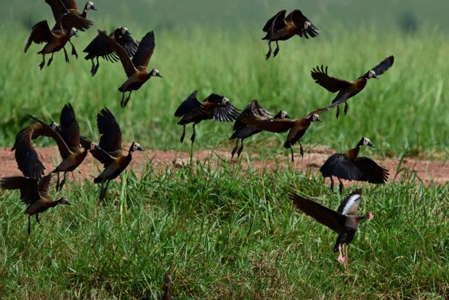 Marreca-cabocla, Black-bellied whistling ducks, (Dendrocygna autumnalis) are pictured in the Pantanal, a key region along the migratory routes of the Americas, in the municipality of Jardim in the Mato Grosso do Sul state, Brazil on March 19, 2026. (Photo by Pablo PORCIUNCULA / AFP)