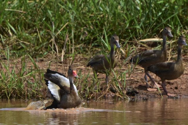 Marreca-cabocla, Black-bellied whistling ducks, (Dendrocygna autumnalis) are pictured in the Pantanal, a key region along the migratory routes of the Americas, in the municipality of Jardim in the Mato Grosso do Sul state, Brazil on March 19, 2026. (Photo by Pablo PORCIUNCULA / AFP)