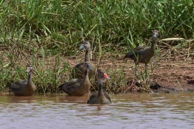 Marreca-cabocla, Black-bellied whistling ducks, (Dendrocygna autumnalis) are pictured in the Pantanal, a key region along the migratory routes of the Americas, in the municipality of Jardim in the Mato Grosso do Sul state, Brazil on March 19, 2026. (Photo by Pablo PORCIUNCULA / AFP)