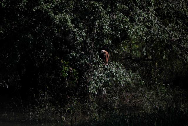 A Gaviao-Belo, Black-collared Hawk, (Busarellus nigricollis) perches on a tree in the Pantanal, a key region along birds' migratory routes in the Americas, in the municipality of Miranda in Mato Grosso do Sul state, Brazil on March 20, 2026. (Photo by Pablo PORCIUNCULA / AFP)