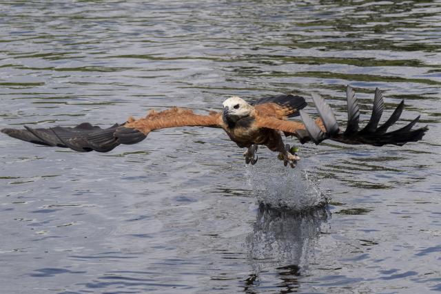 A Gaviao-Belo, Black-collared Hawk, (Busarellus nigricollis) flies over the Pantanal, a key region along birds' migratory routes in the Americas, in the municipality of Miranda in Mato Grosso do Sul state, Brazil on March 20, 2026. (Photo by Pablo PORCIUNCULA / AFP)