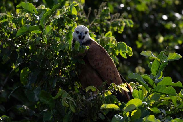 A Gaviao-Belo, Black-collared Hawk, (Busarellus nigricollis) perches on a tree in the Pantanal, a key region along birds' migratory routes in the Americas, in the municipality of Miranda in Mato Grosso do Sul state, Brazil on March 20, 2026. (Photo by Pablo PORCIUNCULA / AFP)